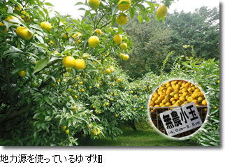�n�͌����g���Ă���䂸��